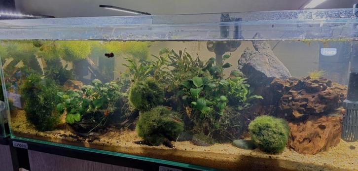 Sera scaper 80/40/40, Animaux & Accessoires, Poissons | Aquariums & Accessoires, Enlèvement ou Envoi