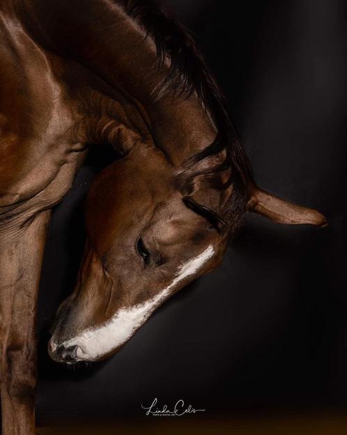 15jarige grote lieve ruin, Dieren en Toebehoren, Paarden, Ruin, Niet van toepassing, 170 tot 175 cm, 11 jaar of ouder, Recreatiepaard