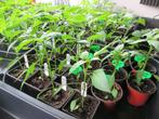 Tomatenplanten, pepers en paprikaplanten, Jardin & Terrasse, Plantes | Jardin, Enlèvement, Plantes potagères