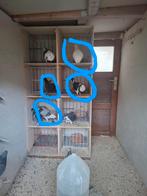 Pigeons a donner  qq un de baguer et les autres non l, Dieren en Toebehoren