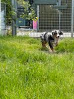 Bordernese pup (bordercollie x Berner sennen), CDV (hondenziekte), Sennenhond, België, Fokker | Professioneel