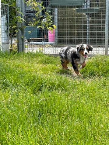 Bordernese pup (bordercollie x Berner sennen)