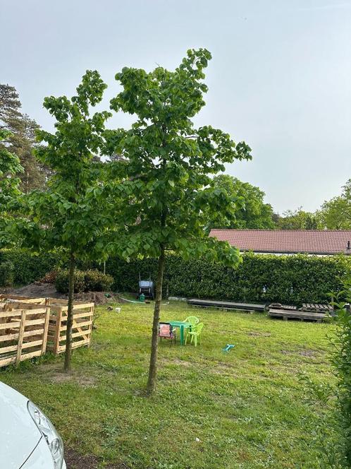 5 x Lindeboom / Tilia Cordata hoogte 5m / hoogstam 20-25, Jardin & Terrasse, Plantes | Arbres, Arbre à bulbes, 400 cm ou plus