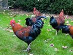 Jonge haan, Dieren en Toebehoren, Pluimvee, Mannelijk, Kip