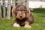 Prachtige ruwharige dwergteckel pups (ruwhaar dwerg teckel), België, CDV (hondenziekte), 8 tot 15 weken, Dwerg