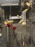 Kanarie waterslagers, Dieren en Toebehoren, Vrouwelijk