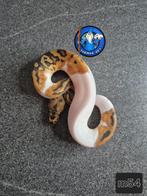 Python regius, Dieren en Toebehoren, Reptielen en Amfibieën, Slang, 0 tot 2 jaar