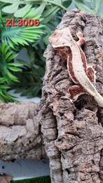 Correlophus Ciliatus wimpergekko, Dieren en Toebehoren