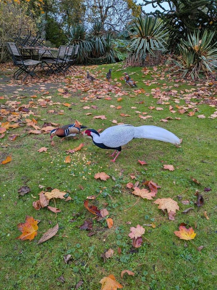 Paar zilveren fazantenringen 2025, Dieren en Toebehoren, Vogels | Overige Vogels, Tropenvogel, Meerdere dieren, Tam, Geringd