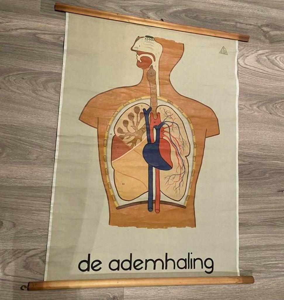Schoolplaat op linnen “De ademhaling”, Enlèvement ou Envoi