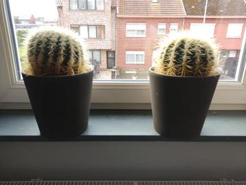 2 Cactussen met pot. 