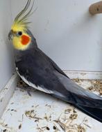 Calopsitte, Mâle, Perruche, Bagué