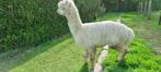 ALPACA HENGST, Mannelijk