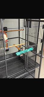 Papegaaien kooi, Papegaai