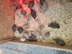 Japanse kwartels, Dieren en Toebehoren