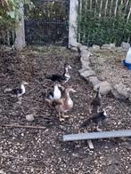 Barbarie eendenkuikens, Dieren en Toebehoren, Meerdere dieren, Eend