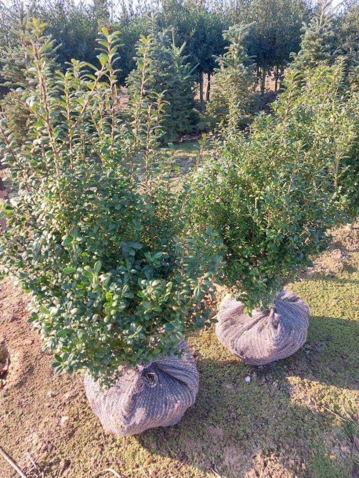 Buxusvervanger, ilex crenata Caroline upright, Tuin en Terras, Planten | Struiken en Hagen, Struik, Hulst, Minder dan 100 cm, Ophalen