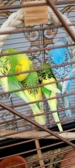 Vogels, Dieren en Toebehoren, Vogels | Parkieten en Papegaaien