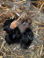 Nest Dwergkonijntjes (2 rammetjes nog beschikbaar), Meerdere dieren, Dwerg, 0 tot 2 jaar