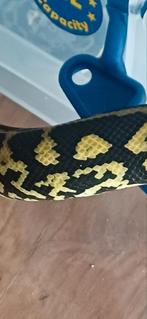 Morelia spilota cheynei, Dieren en Toebehoren, Reptielen en Amfibieën