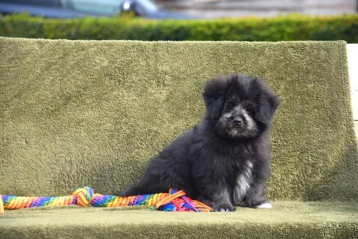 Leuk Boomer pupje, Dieren en Toebehoren, Honden | Chihuahua's en Gezelschapshonden, Reu, Overige rassen, Fokker | Professioneel