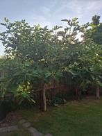 Vijgenboom, Tuin en Terras, Planten | Bomen, Ophalen