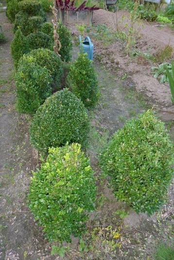 buxus eigen plantgoed beschikbaar voor biedingen