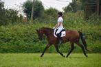 paard ideaal voor overgang naar de paarden, Dieren en Toebehoren, Paarden, Ruin, Niet van toepassing, Dressuurpaard, 160 tot 165 cm