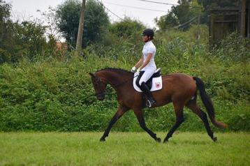 paard ideaal voor overgang naar de paarden  beschikbaar voor biedingen