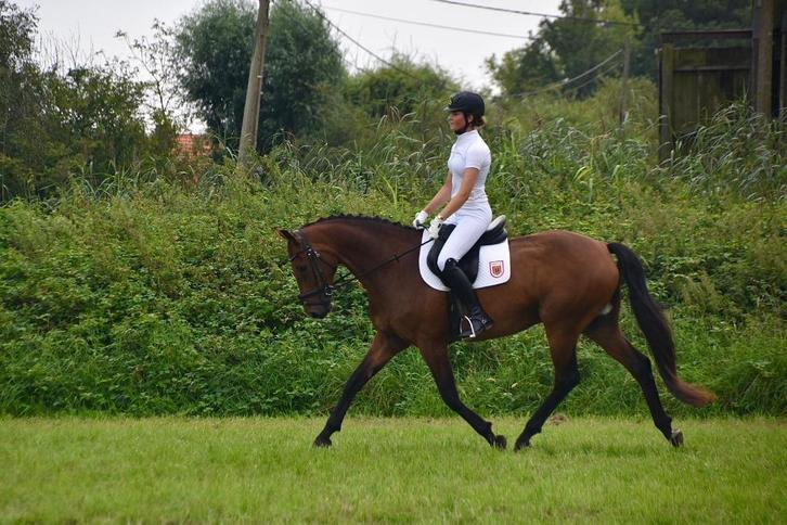 paard ideaal voor overgang naar de paarden, Dieren en Toebehoren, Paarden, Ruin, Niet van toepassing, 160 tot 165 cm, 11 jaar of ouder