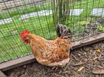 Leghen kip, Dieren en Toebehoren, Pluimvee, Kip