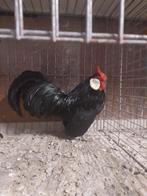 Java krielen te koop, Dieren en Toebehoren, Meerdere dieren, Kip