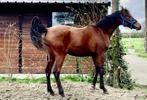 Paard in haar tienerjaren, Dieren en Toebehoren, Paarden, Gechipt, Merrie, 0 tot 2 jaar, 160 tot 165 cm