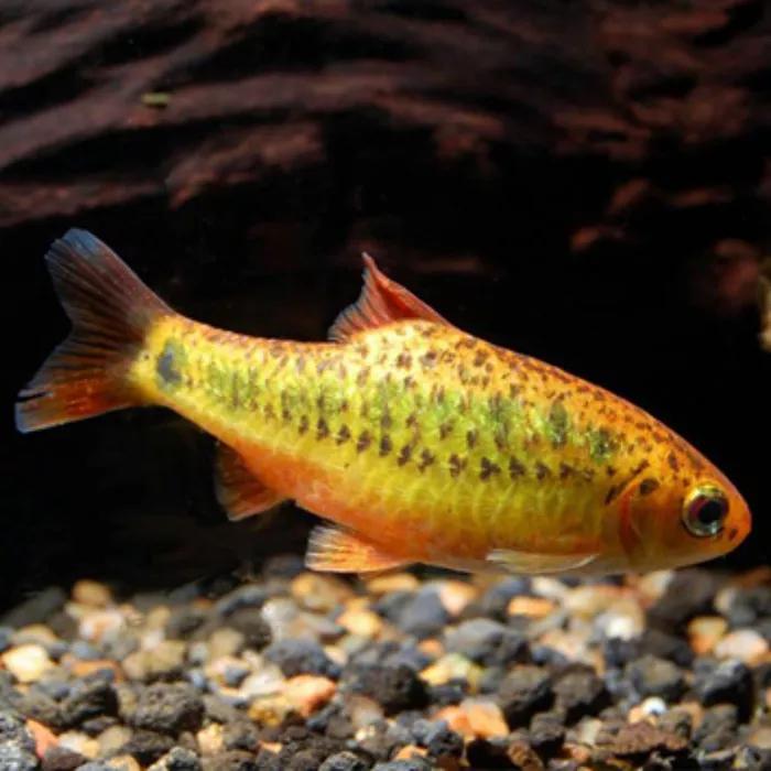 9 Schubertii barbelen, Dieren en Toebehoren, Vissen | Aquariumvissen, Vis