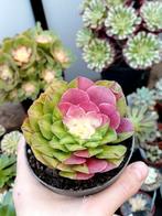 Aeonium sp.'pink Zhifou', Enlèvement ou Envoi