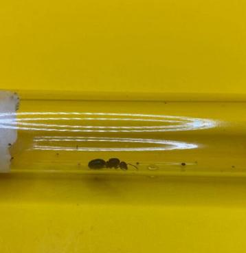 Reine Crematogaster Scutellaris avec couvain, Fourmis
