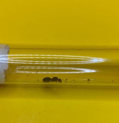 Crematogaster Scutellaris koningin met broed, Dieren en Toebehoren, Insecten en Spinnen, Mieren