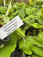 Persicaria a. ‘High society’, Ophalen