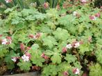 Geranium macrorrhizum 'Spessart' en andere zie foto's, Ophalen, Bodembedekkers, Vaste plant, Halfschaduw