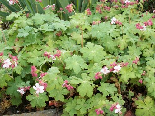 Geranium macrorrhizum 'Spessart' en andere zie foto's, Tuin en Terras, Planten | Tuinplanten, Vaste plant, Bodembedekkers, Halfschaduw