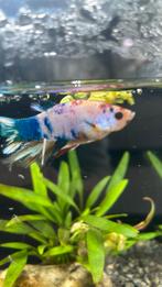 Mannelijke betta vis, Dieren en Toebehoren, Vis, Zoetwatervis