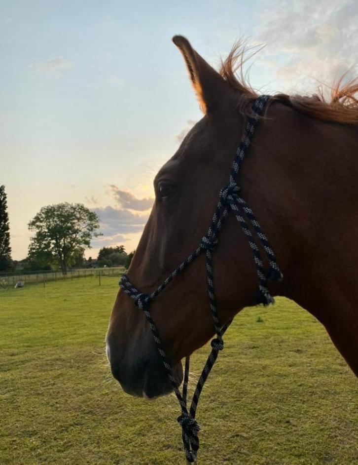 Leuke Portugese merrie te koop!, Dieren en Toebehoren, Paarden, Merrie, Zadelmak, 160 tot 165 cm, 7 tot 10 jaar, Recreatiepaard