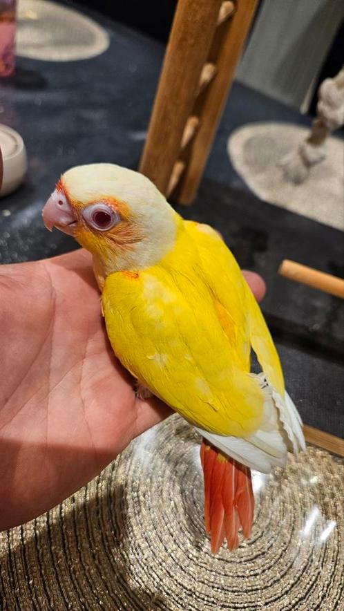 Prachtige handtamme Pyrrhura Molinea Lutino, Dieren en Toebehoren, Vogels | Parkieten en Papegaaien