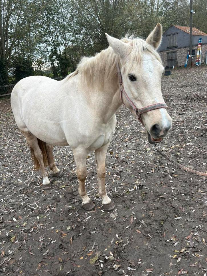 Fokmerrie / coaching paard, Dieren en Toebehoren, Pony's, Merrie