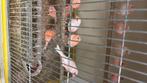 Kanarie zebravinken en grasparkieten, Dieren en Toebehoren, Meerdere dieren