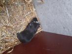 Gratis cavia's, Dieren en Toebehoren, Knaagdieren, Meerdere dieren, Cavia