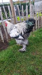 Brahma Zilverpatrijs haan maanden, Dieren en Toebehoren, Pluimvee