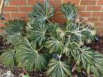 Fatsia japonica 'Spider's Web' - Vingerplant, Tuin en Terras, Ophalen