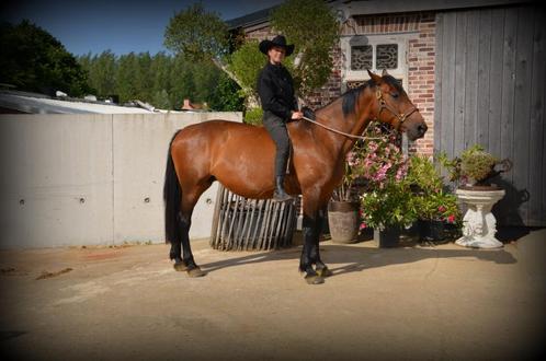 Super brave merrie voor recreatie, Dieren en Toebehoren, Paarden, Merrie, Recreatiepaard, Met stamboom, Gechipt, Ontwormd, Ingeënt