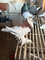 Gentse kroppers 2025, Meerdere dieren, Kropper